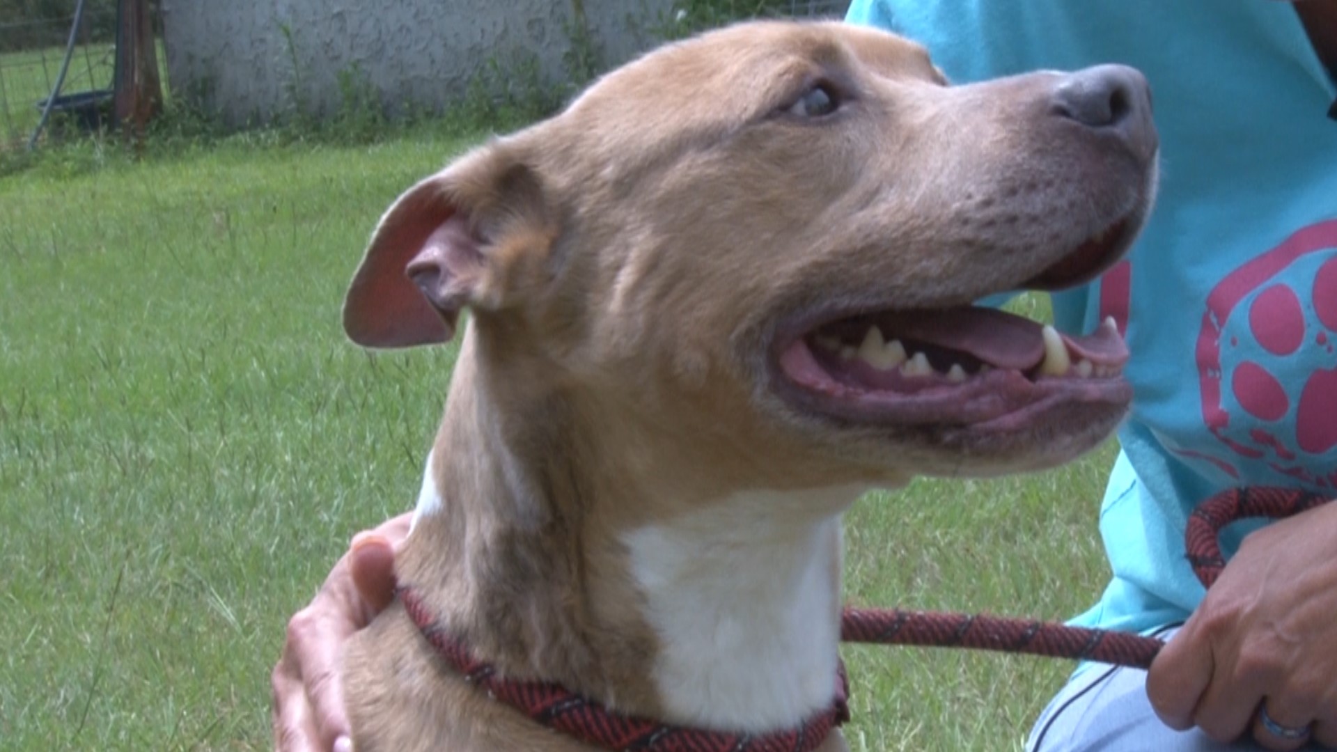 An animal rescue center in Peach County is shutting down after more than a decade of helping dogs.