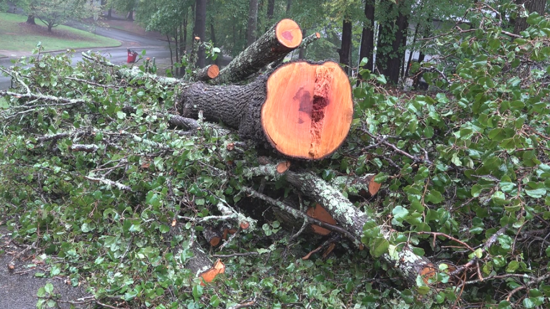 Aaron Keene said when you see fallen trees on the side of the road, do not go near them. It's hard to tell if its taken down an energized power line.