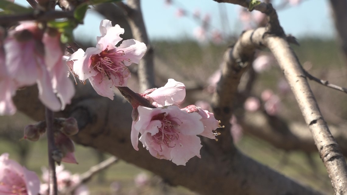 Peach farmers determine if freezing temps will ruin years crop - Vimarsana News