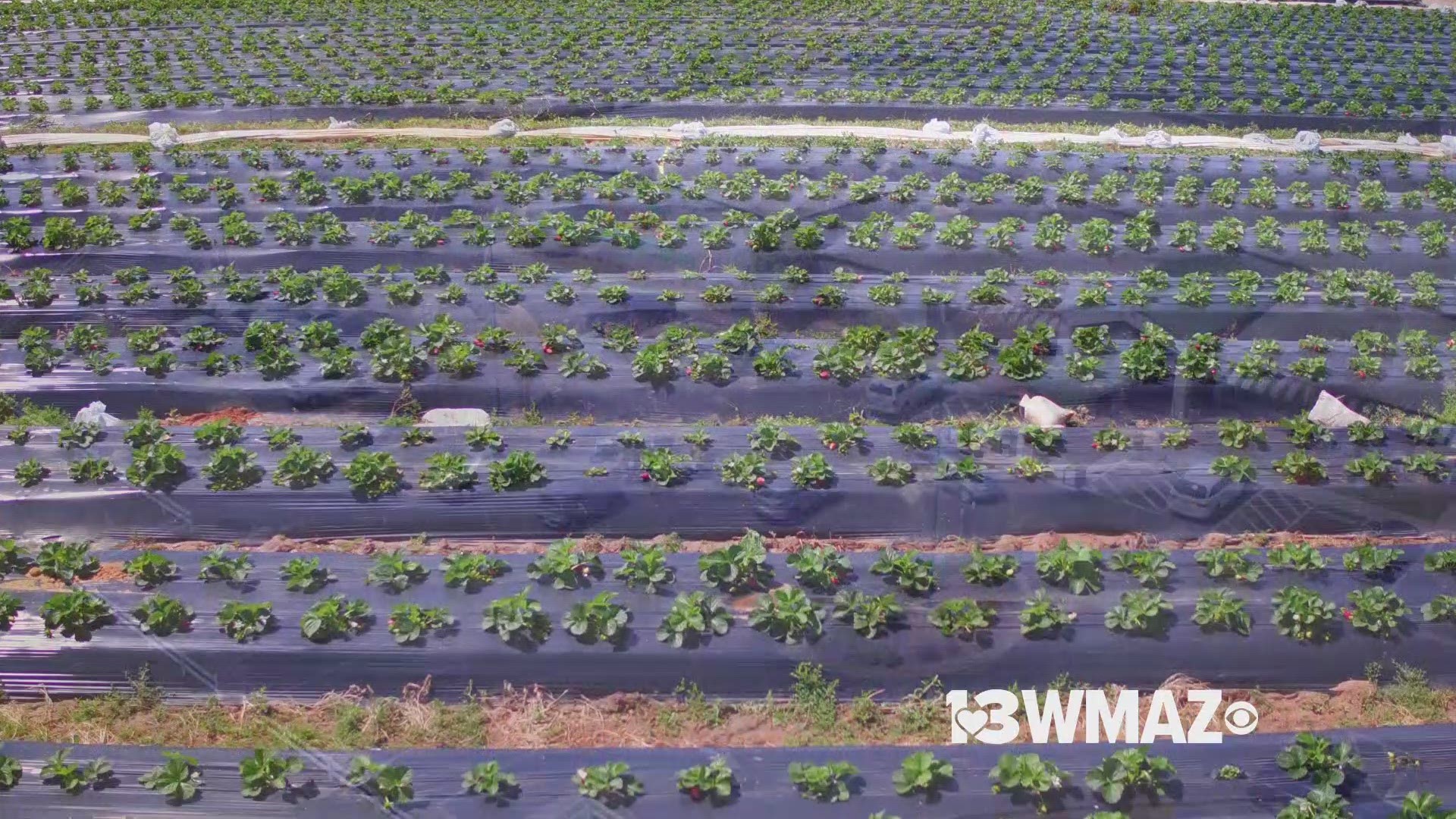 #Drone13 found a perfect early April day to check out "pick your own strawberries" time at Lane Southern Orchards near Fort Valley, Ga.