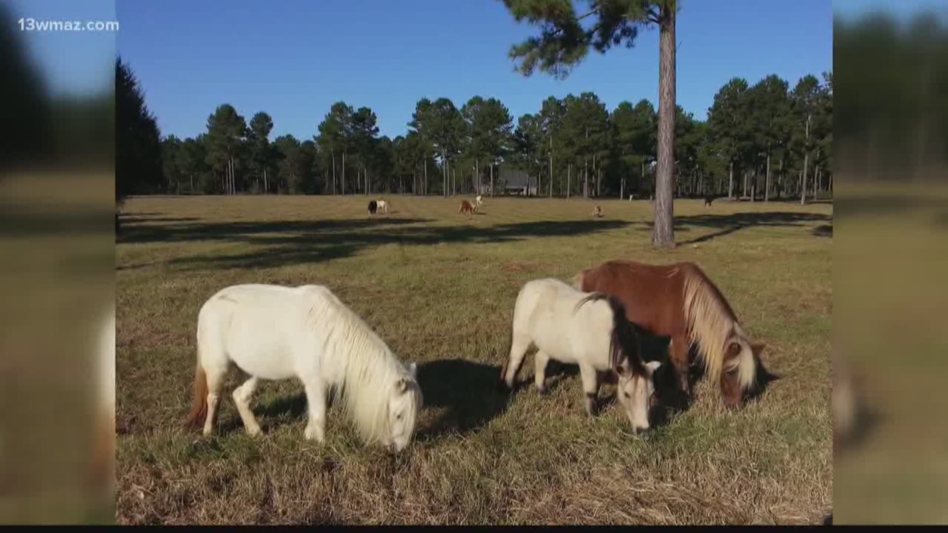 A Day Of Hell Out Here For These Little Horses Pulaski Family Says Ponies Attacked By Pit Bulls 13wmaz Com