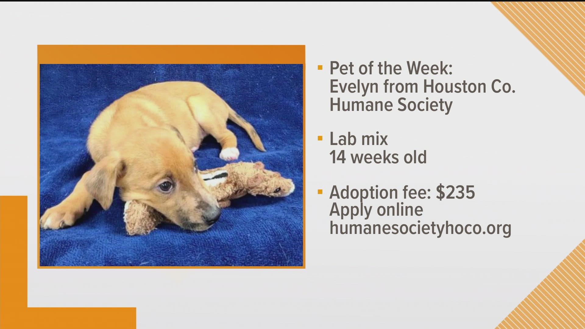 Evelyn is available for adoption from the Houston County Humane Society
