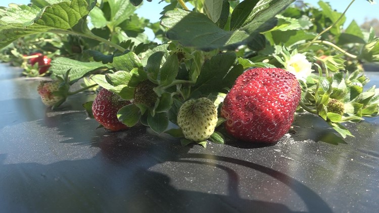 'We have to cover the strawberries up': How strawberry farms protect their crops in freezing temperatures