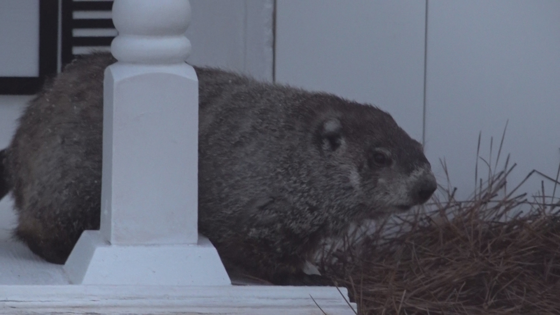 Georgia's groundhog predicts 6 more weeks of winter as crowd boos at Dauset Trails