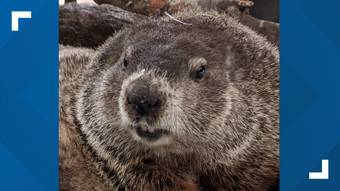 georgia-s-groundhog-gen-beauregard-lee-predicts-early-spring-13wmaz