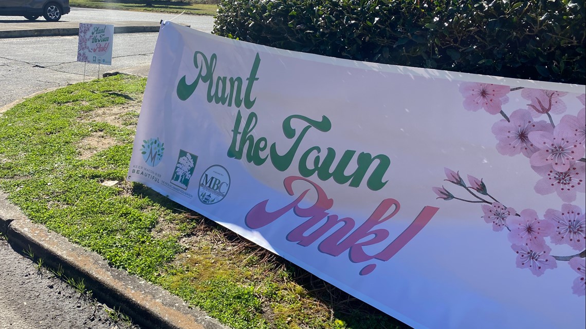 Keep Macon Beautiful hosts Cherry Blossom Tree giveaway - Vimarsana News