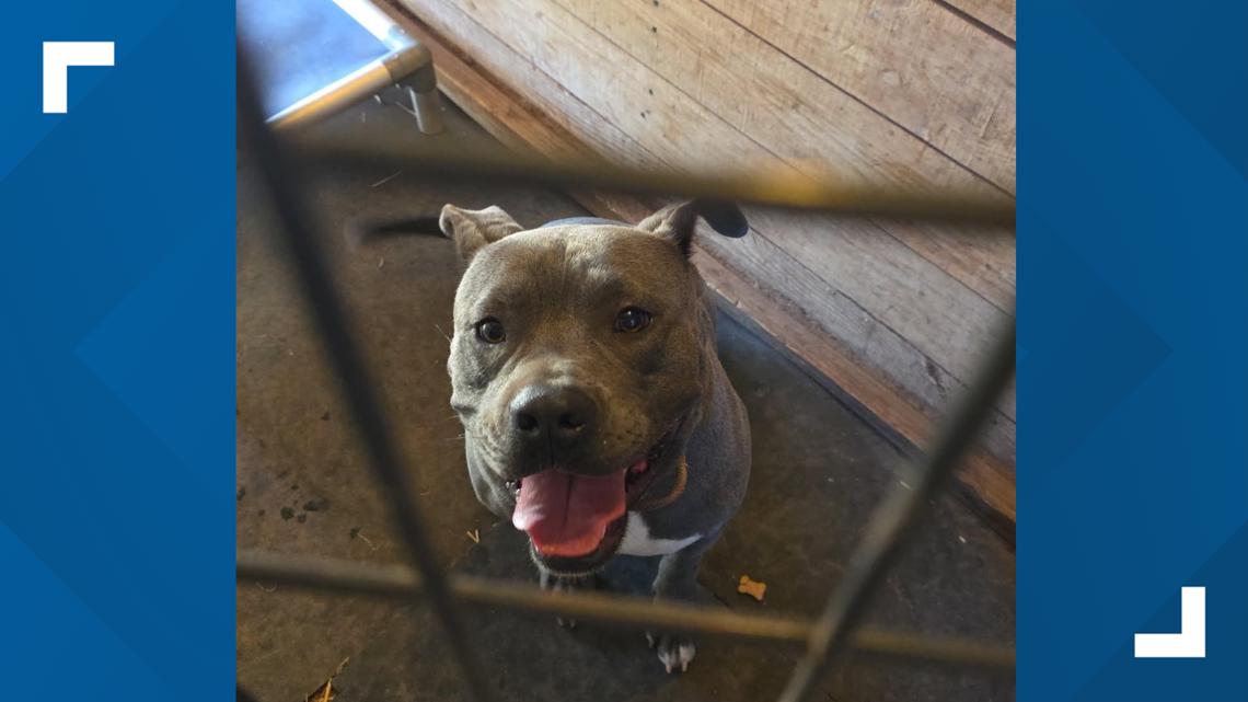 Washington County dog returned safely to its owner after being stolen and taken to Canada