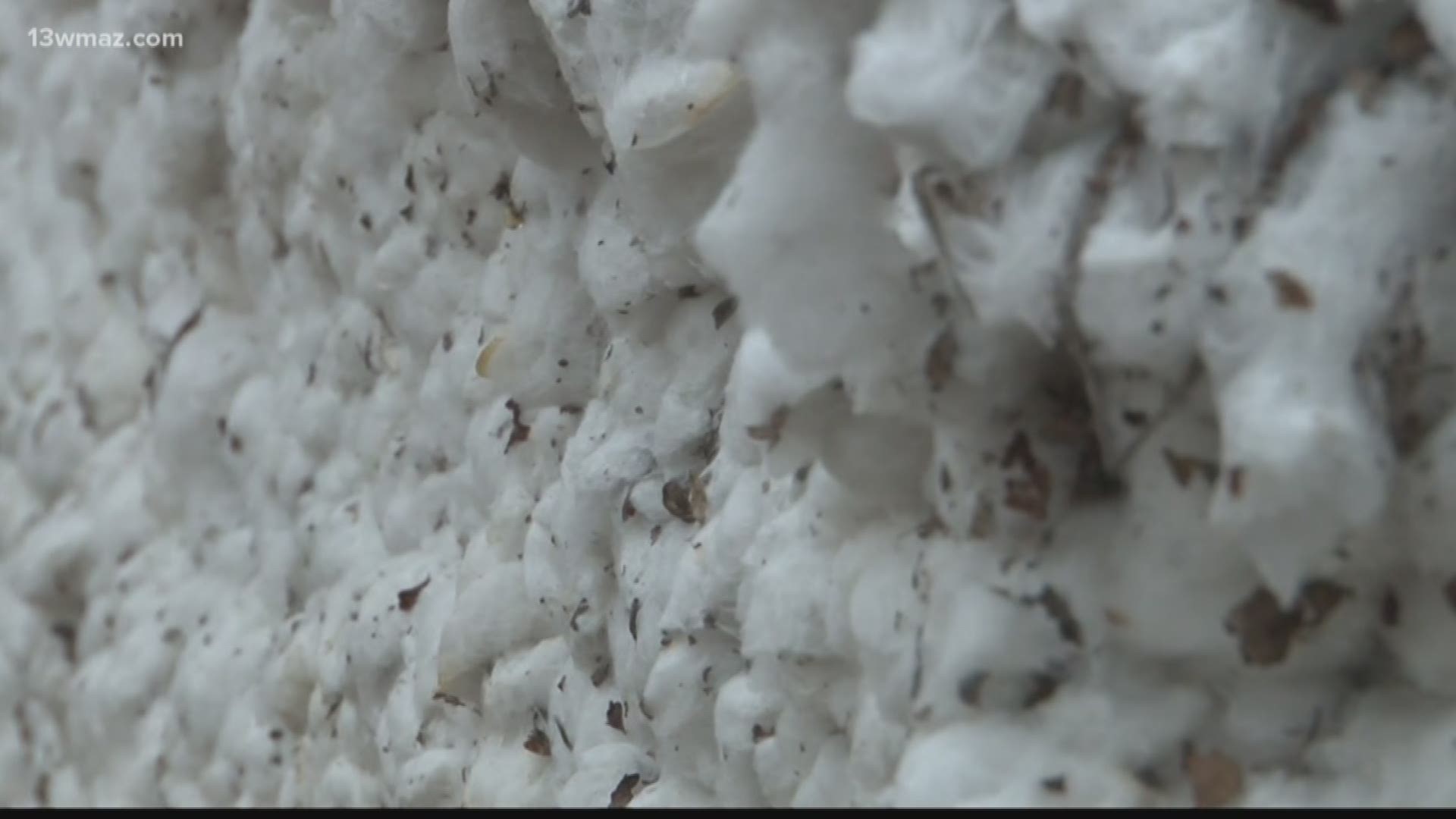 59 cotton gins dot the Georgia landscape, one of them in Cochran. Suzanne Lawler takes you inside a gin to see the process for one of Georgia's biggest crops.