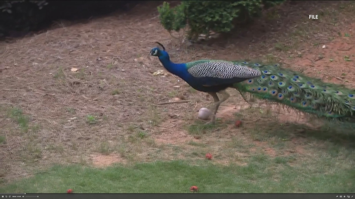 Peacock on the loose in Houston County - Vimarsana News
