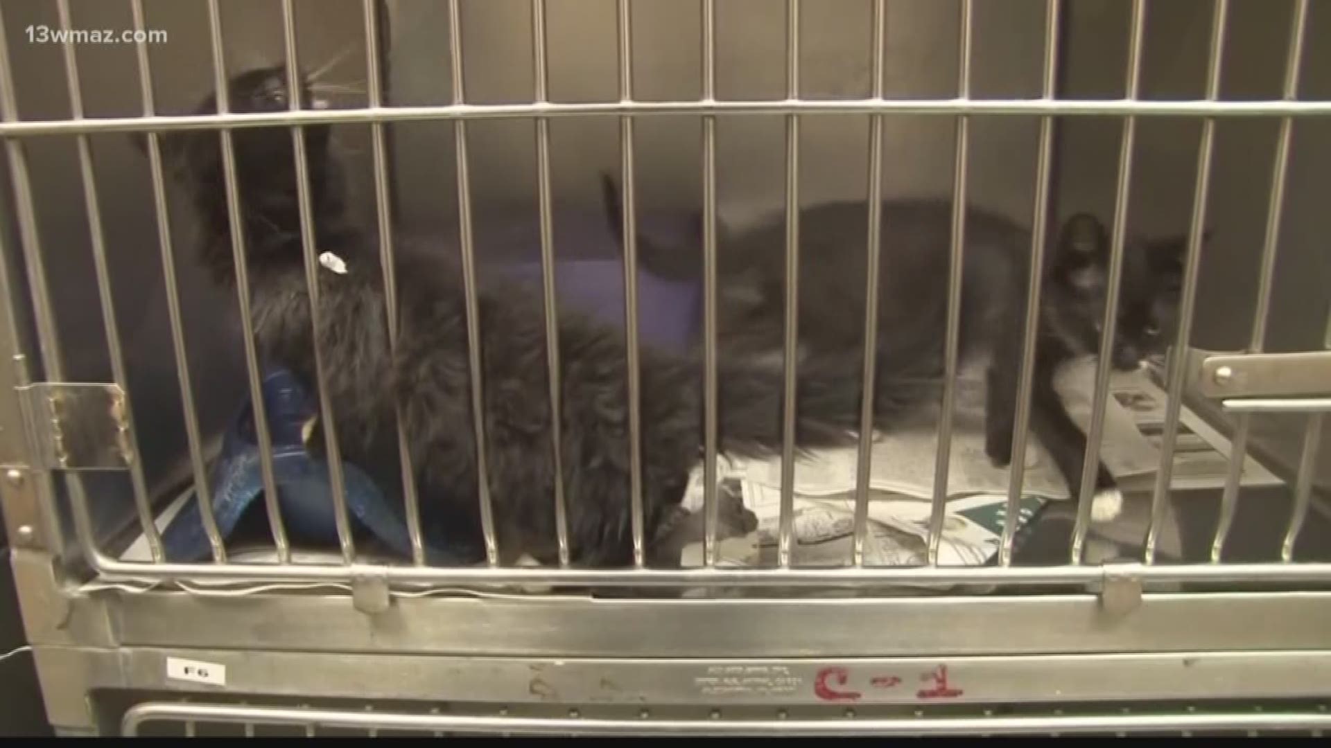 Houston Co. DA No crimes were committed at the Warner Robins animal