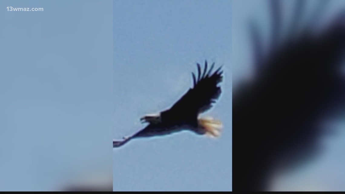 Bald eagle spotted in Byron