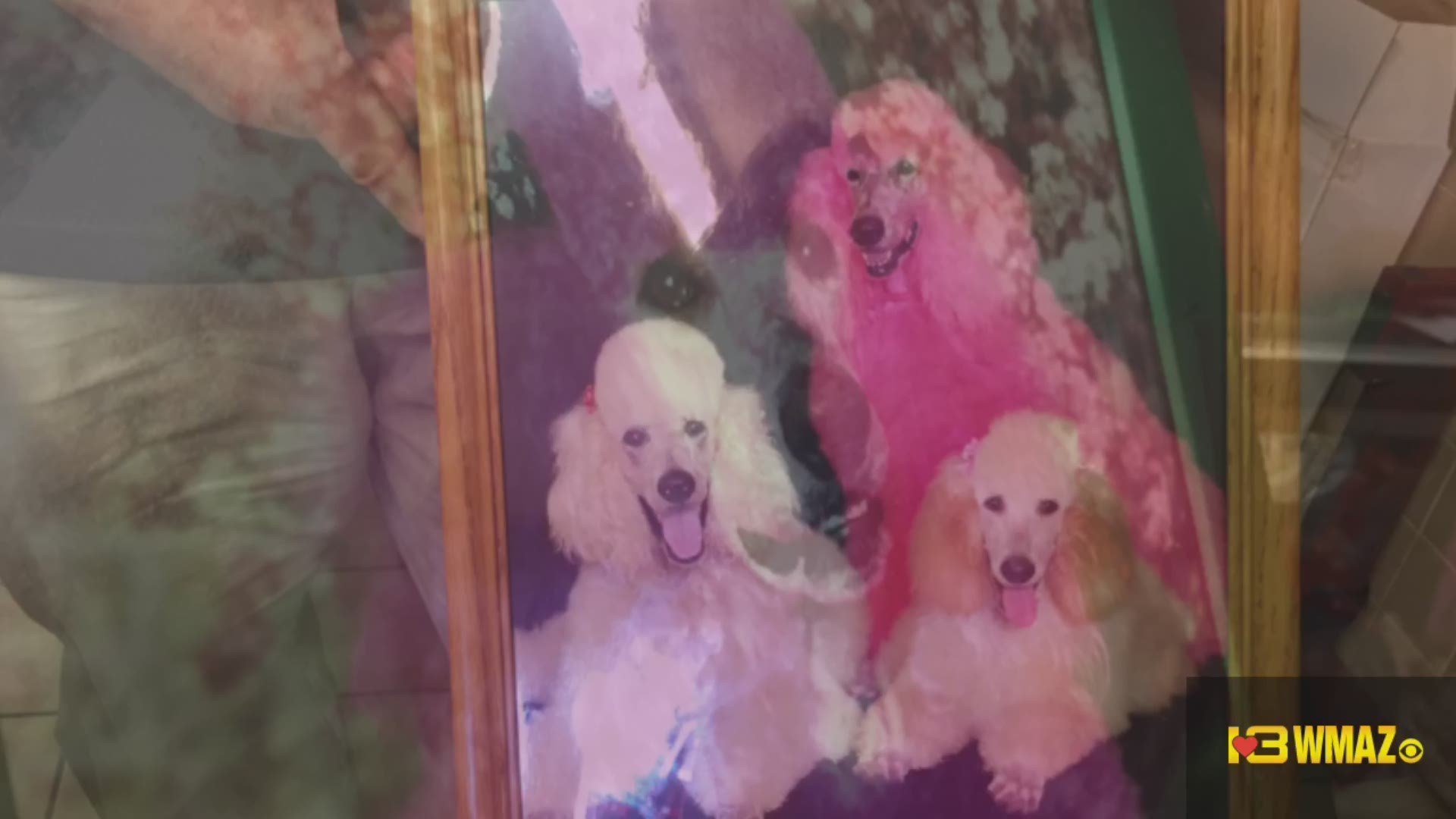 Family says good-bye to Cherry Blossom poodle