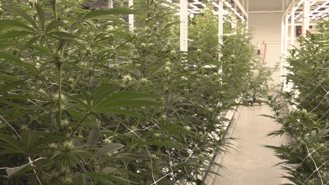 'We want the state to come with us' | Macon advocate pushes for cannabis bill in Georgia legislature