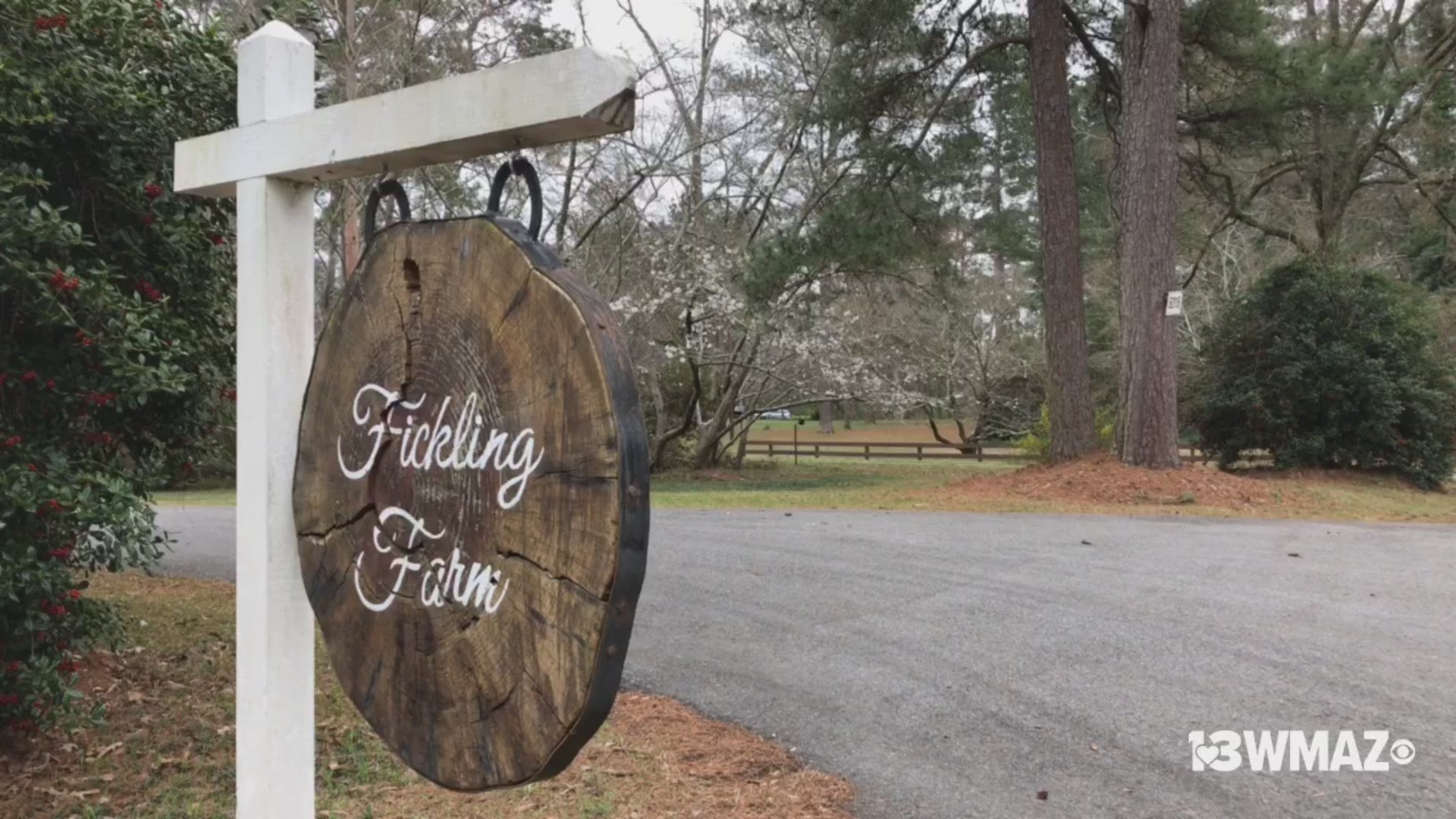 One of the most painted and photographed Yoshino Cherry Trees in Macon is starting to bloom several weeks before the famous Cherry Blossom Festival.