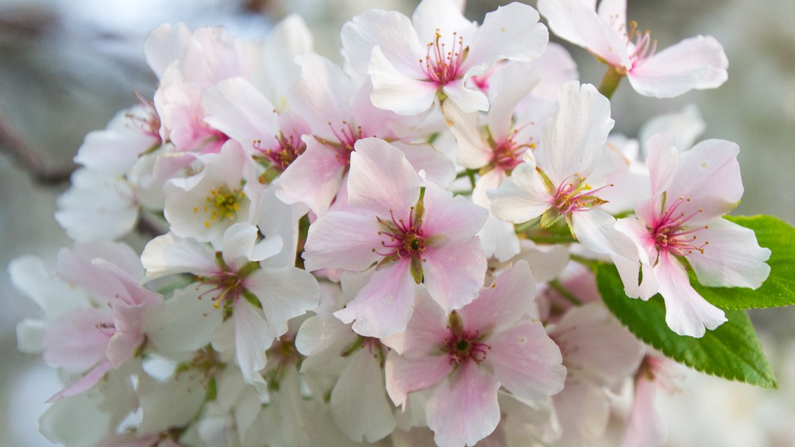 Here is when you can see cherry blossoms in Macon | 13wmaz.com