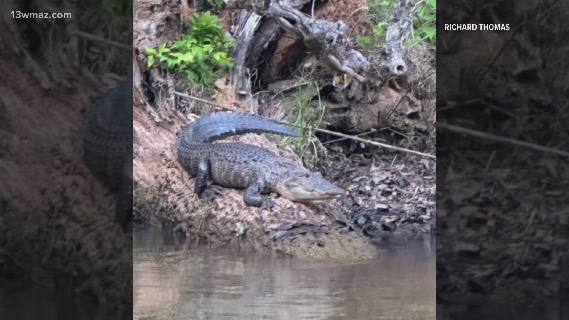 Residents around Lake Sinclair report more frequent alligator sightings as temperatures rise.