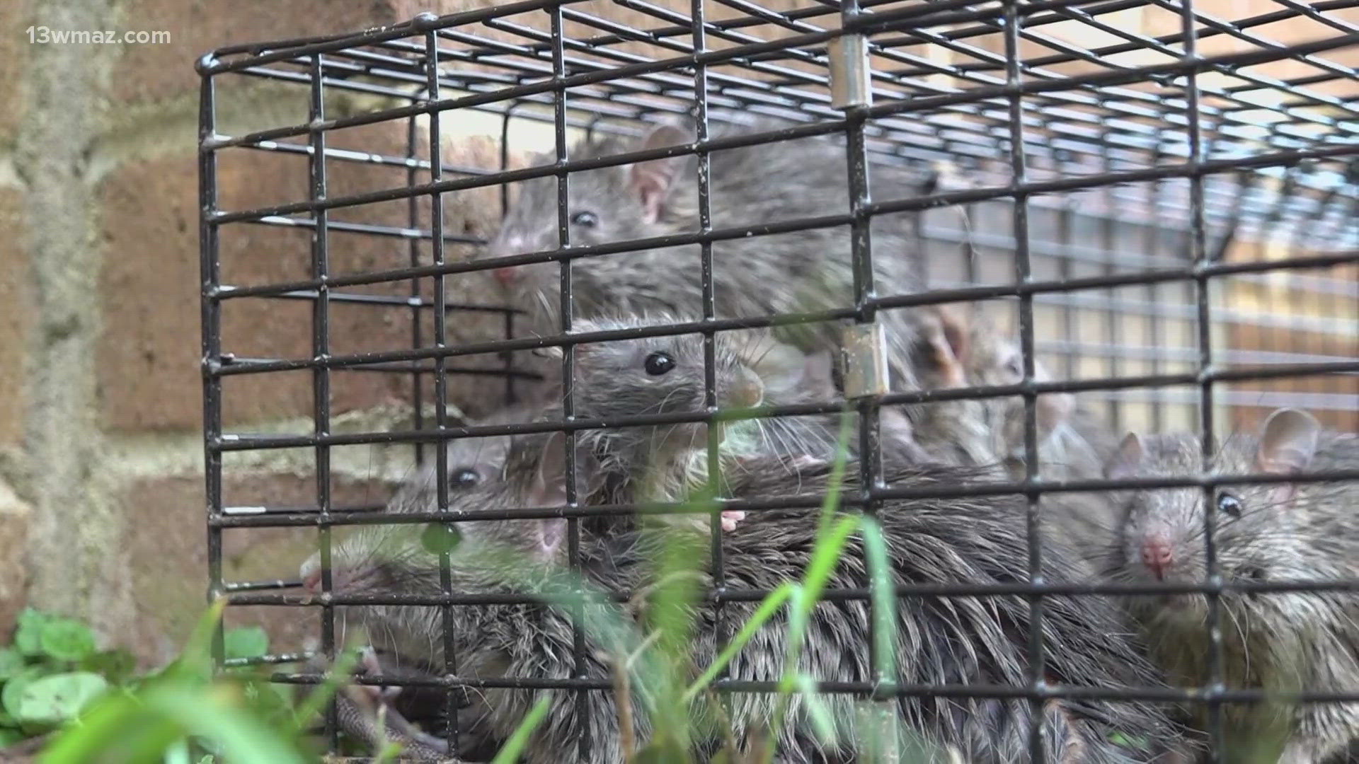 A condemned property is raising health concerns in a Warner Robins neighborhood thanks to a swarm of rats that call it home