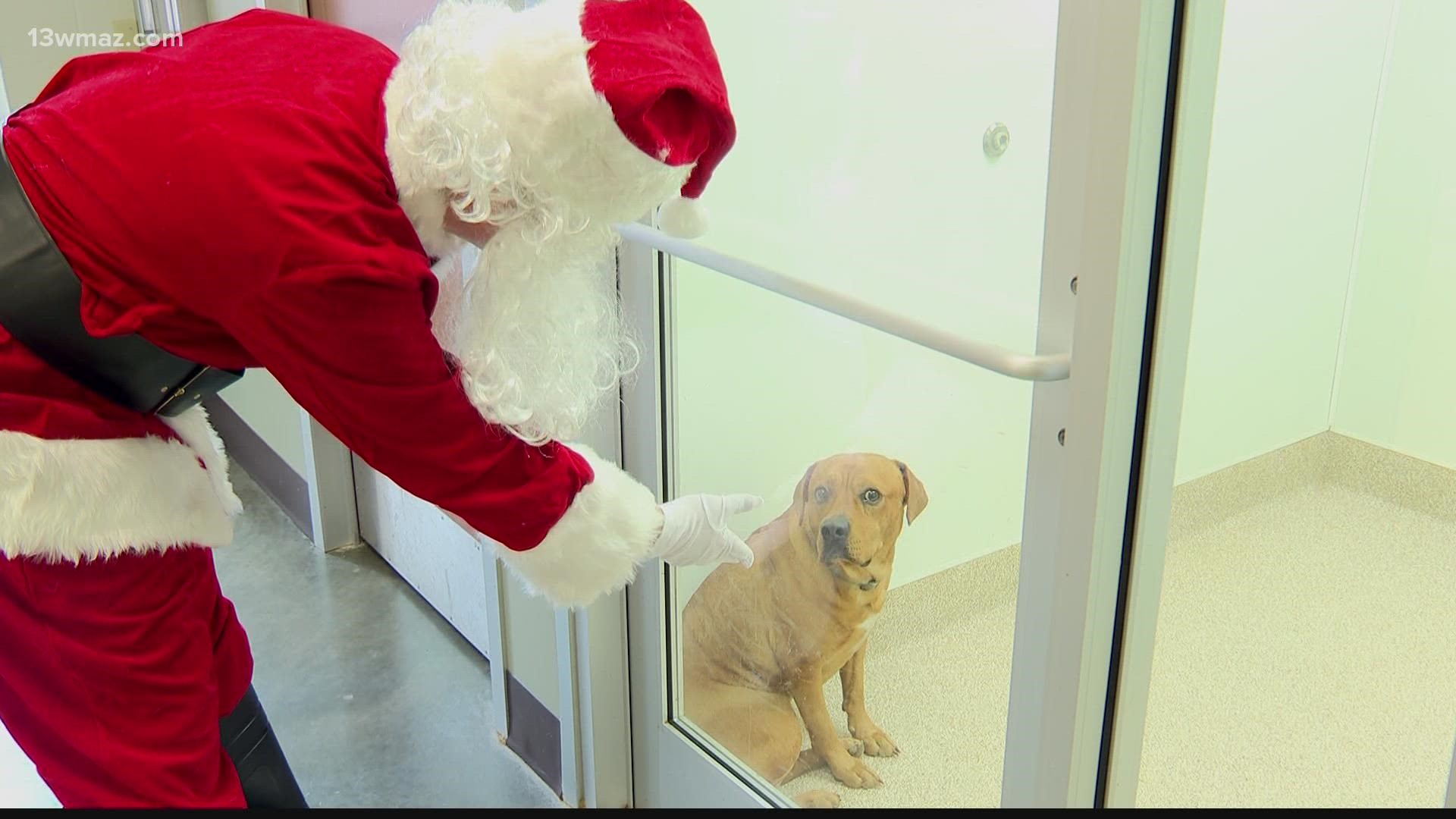 The holiday festival is an adoption event for families to come and meet available pets.