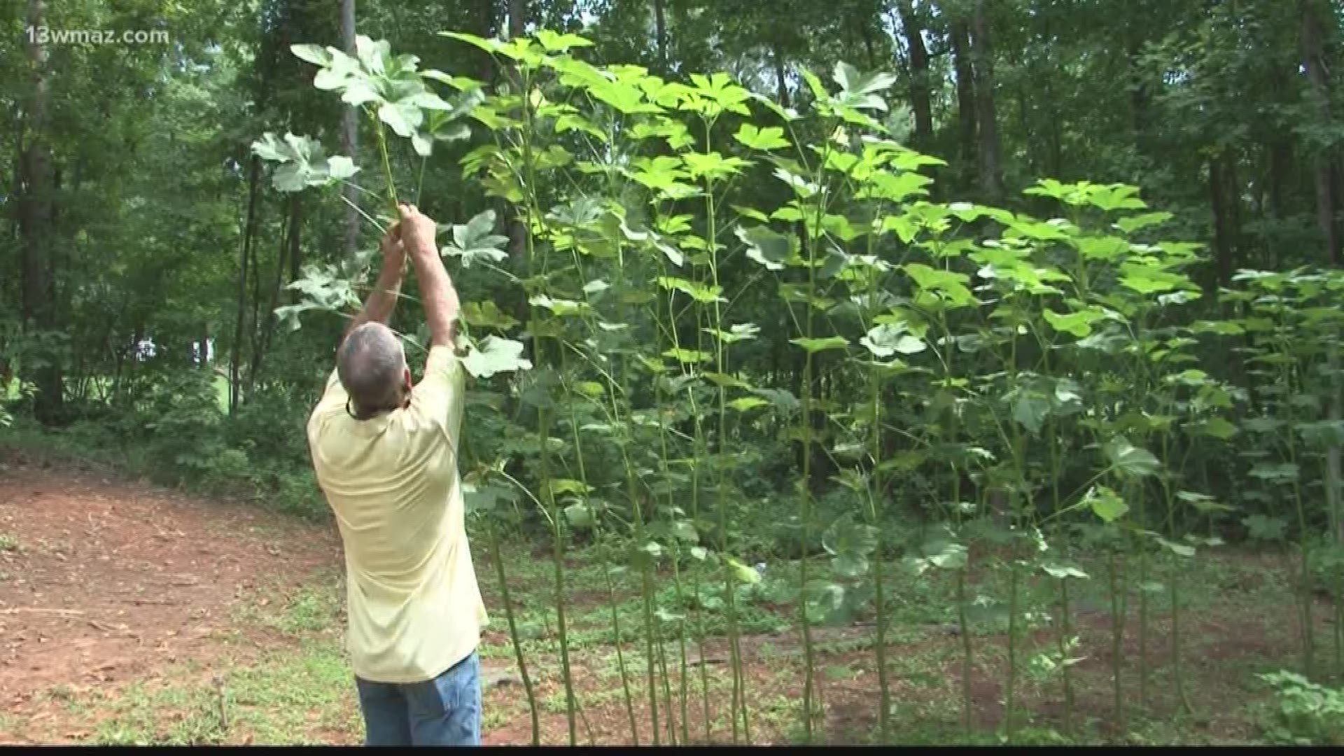 jing orange okra plant height