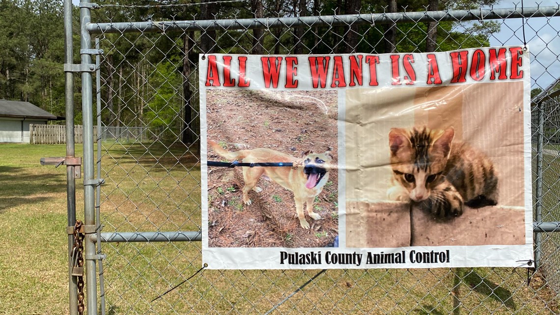 Pulaski Animal Control faces difficulties finding pets homes - Vimarsana News
