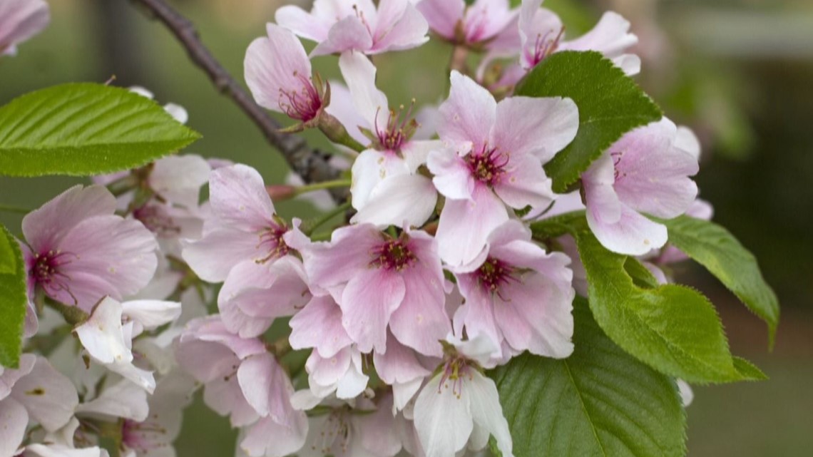 Macon's Cherry Blossom festival back for the 40th year - Vimarsana News