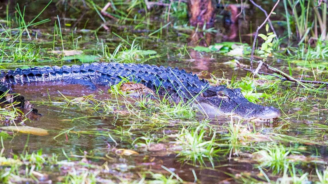 South Georgia's Okefenokee swamp offers wild adventure | 13wmaz.com