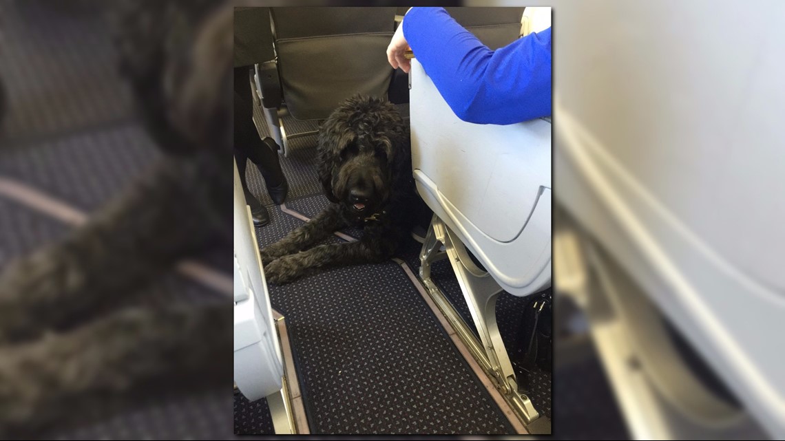 Boy with service dog kicked off plane at Charlotte-Douglas Airport