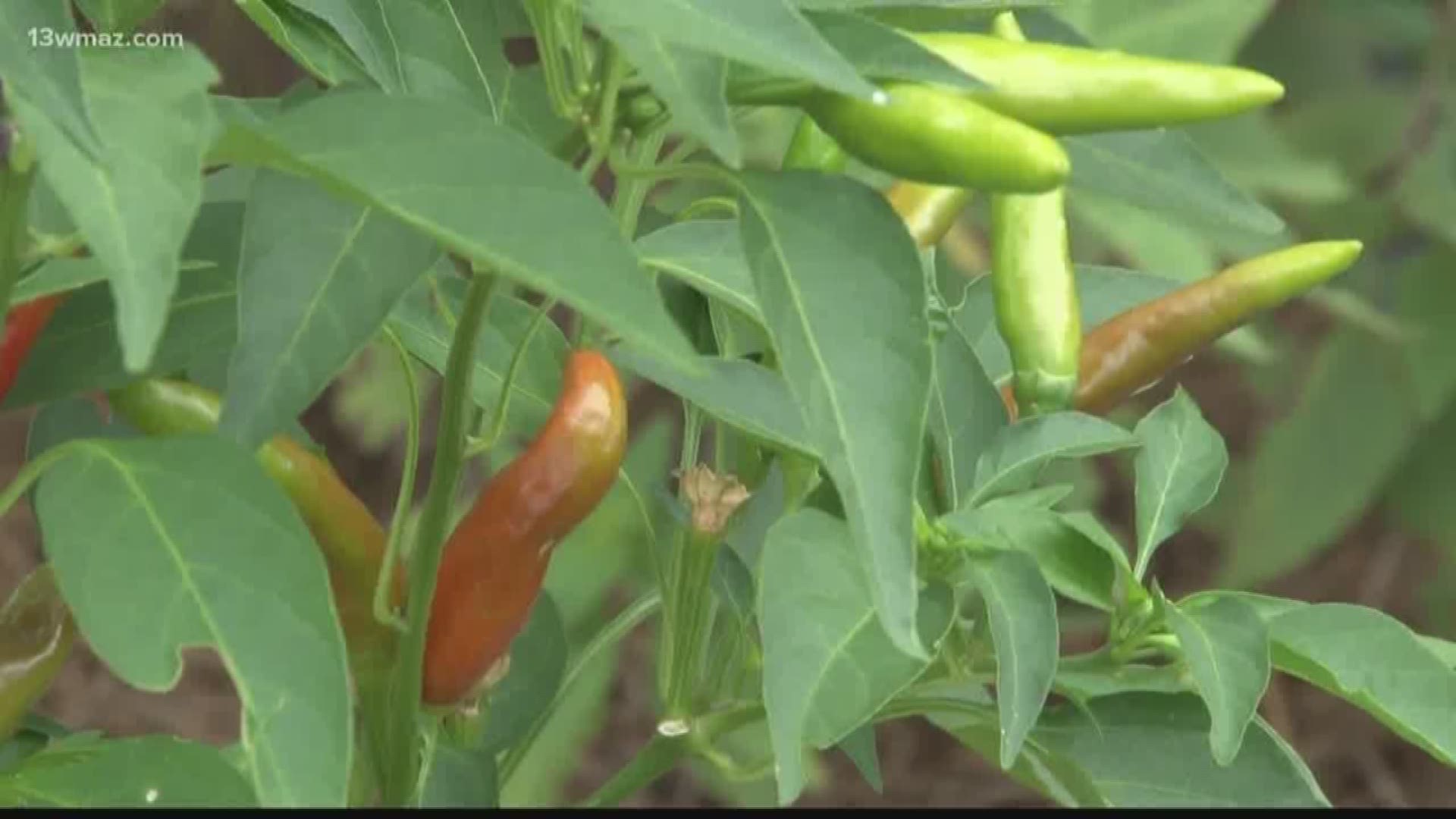 July continues to bring the heat, but when it comes to the rain, so far this month we need more than an inch to fall to be where we should be. One master gardener says it's sometimes hard to keep up with Mother Nature.
