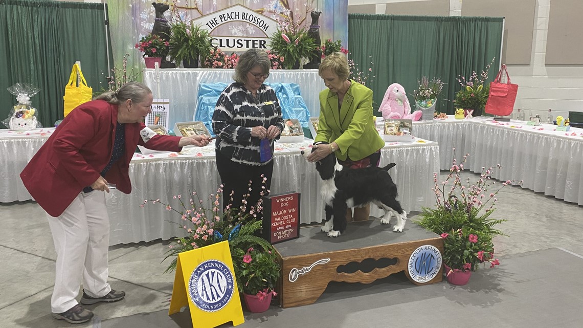 Peach Blossom Cluster Dog Show returns in Perry - Vimarsana News