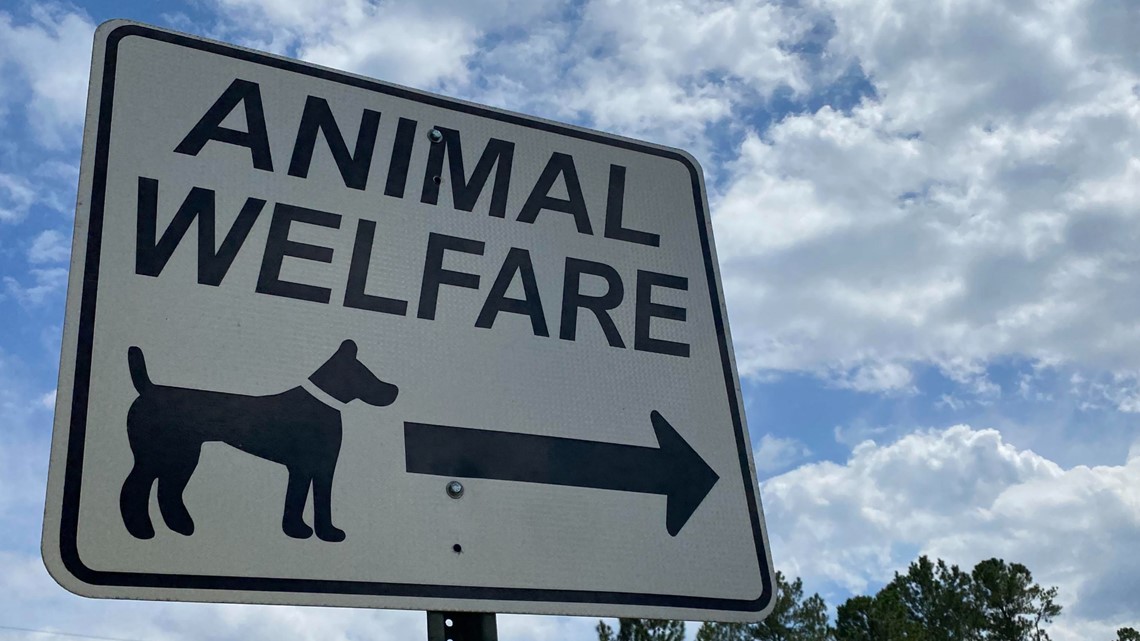 Know your rights against aggressive dogs - Vimarsana News