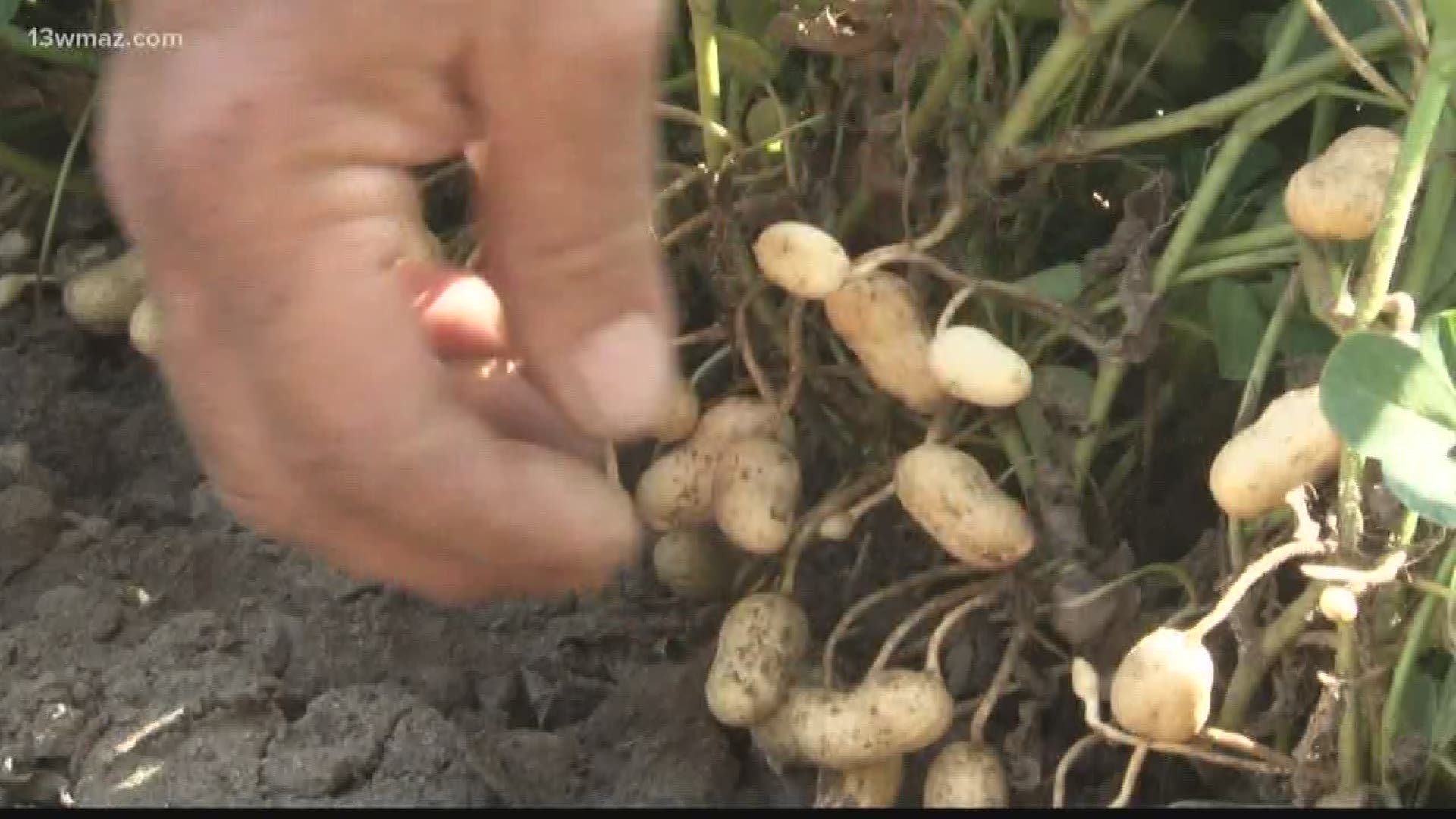 The peanut harvest is just a few weeks away, but over at Chase Farms in Macon County, they're still celebrating the 2018 Harvest. Courteney Jacobazzi takes you out to one of their peanut fields where one farmer hopes another good crop will soon come out of the ground.