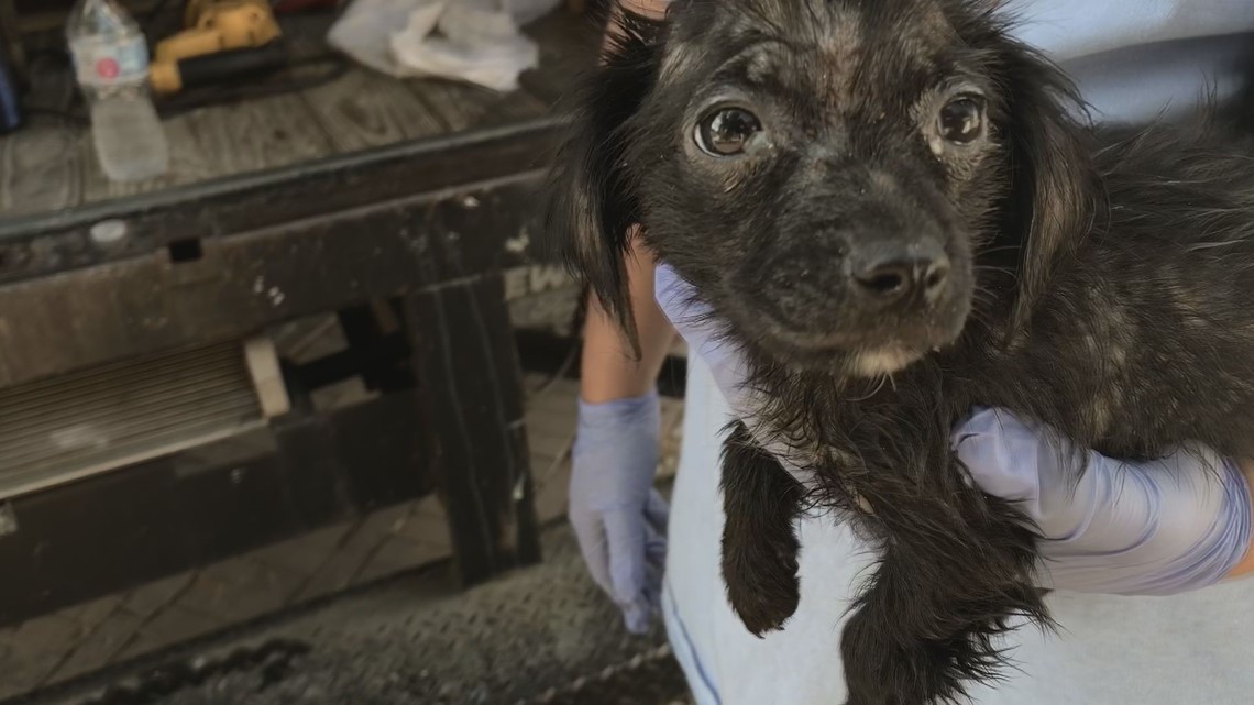 Macon's All About Animals Rescue finds abandoned dogs and kittens in