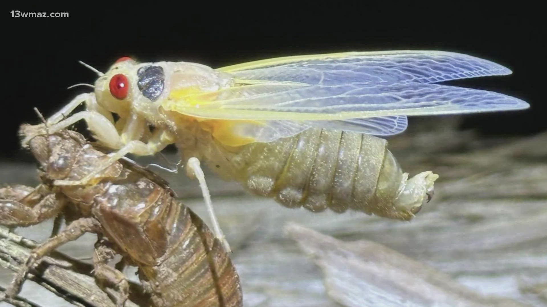 Meteorologist Jordan West talks with experts on why cicadas shed their skin.