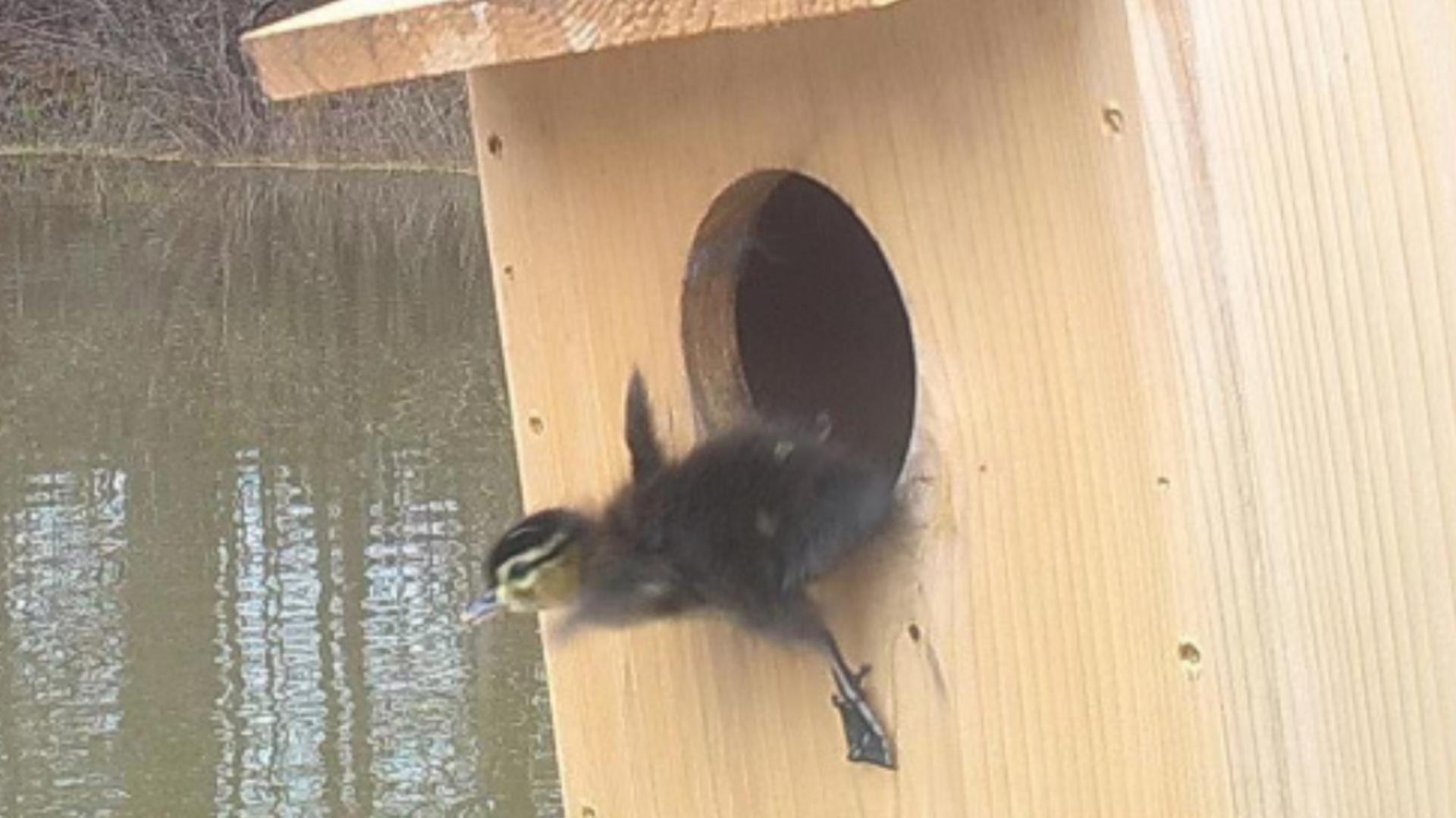 As hunters gear up for the season, state wildlife agencies are busy preparing habitats for the upcoming nesting season, for species like the wood ducks' survival.