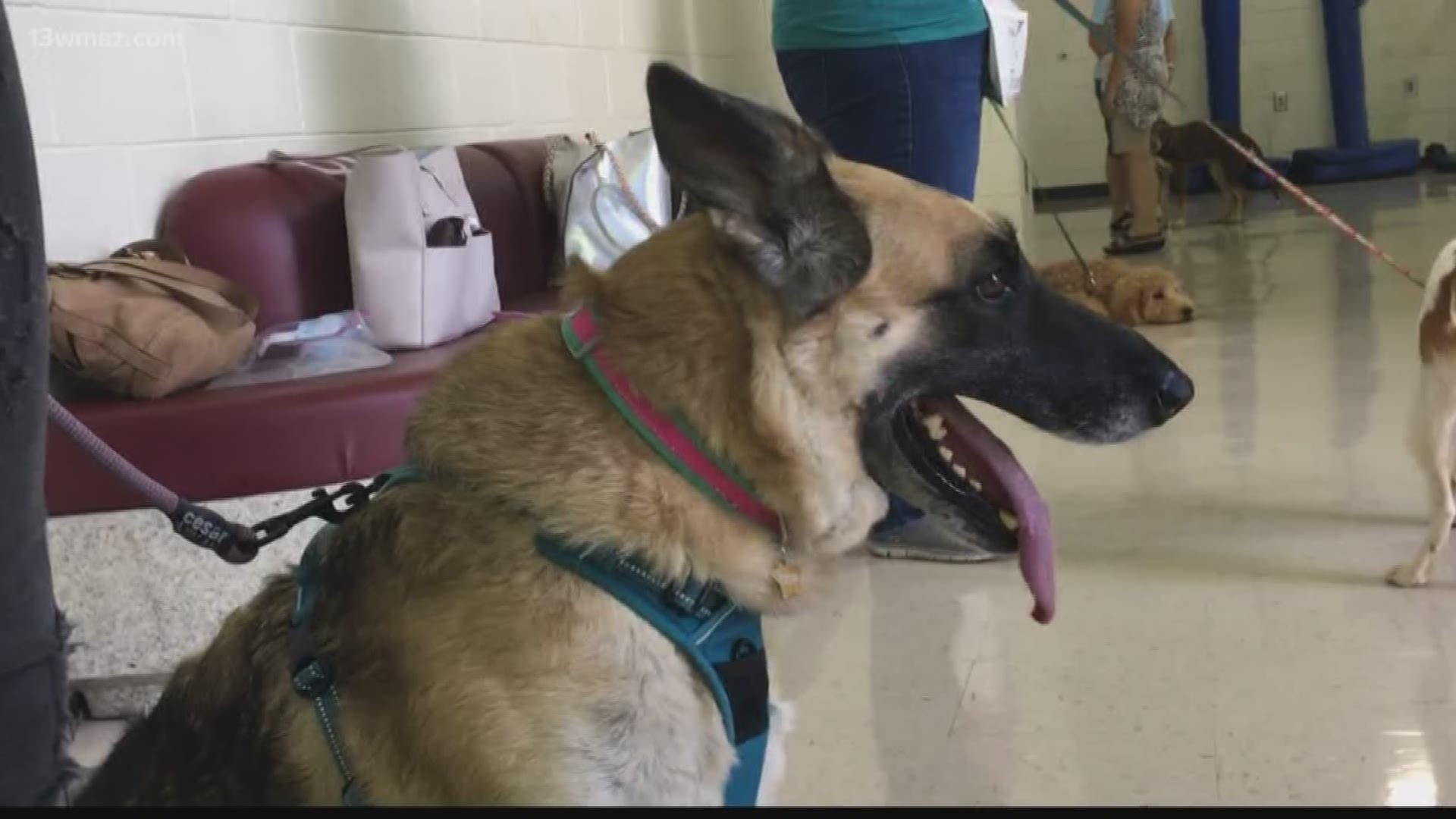 Macon program trains therapy dogs