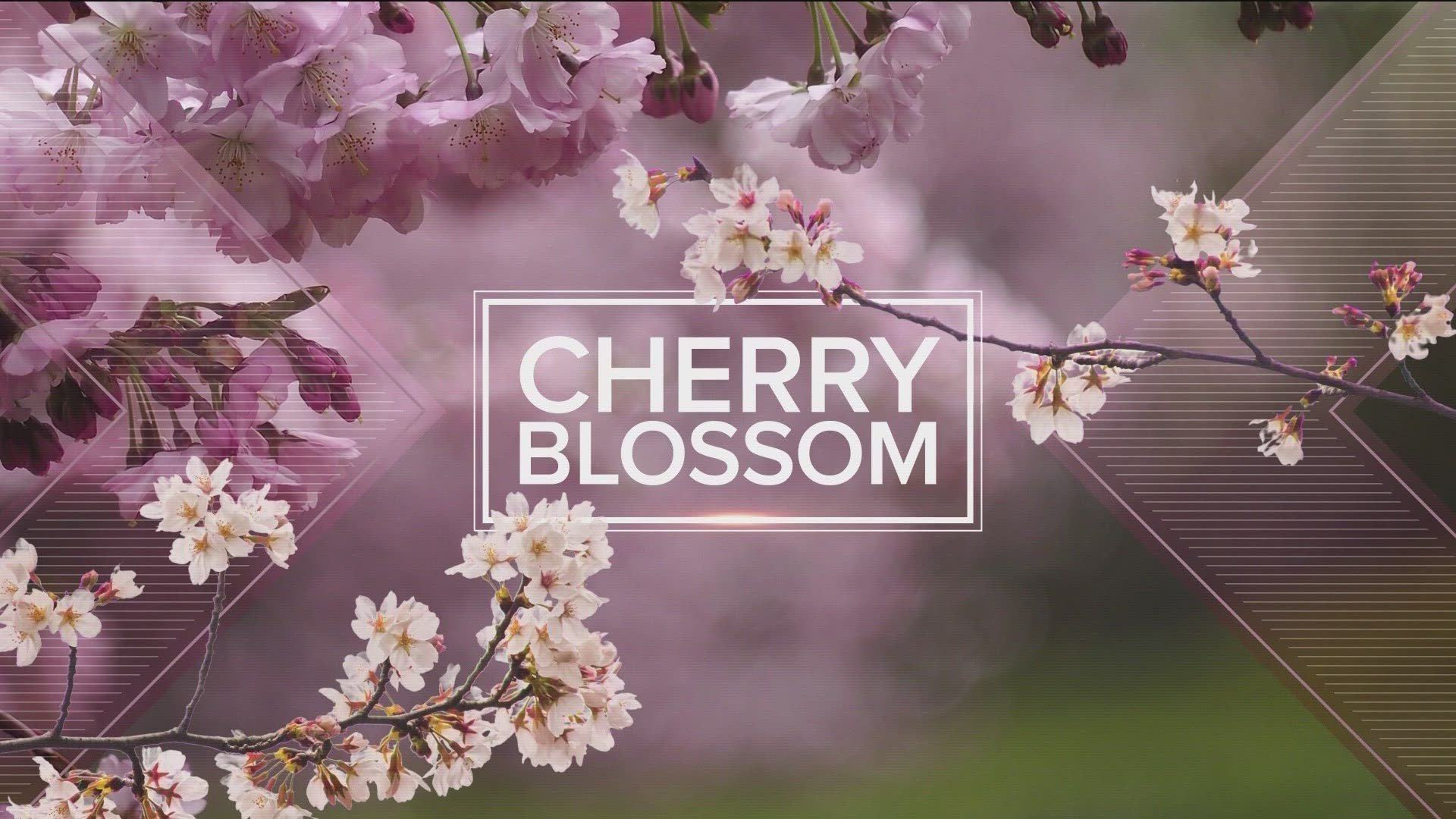 You can enjoy free treats and live music on Third Street every week-day during Cherry Blossom from 11:30 a.m. - 1:00 p.m.
