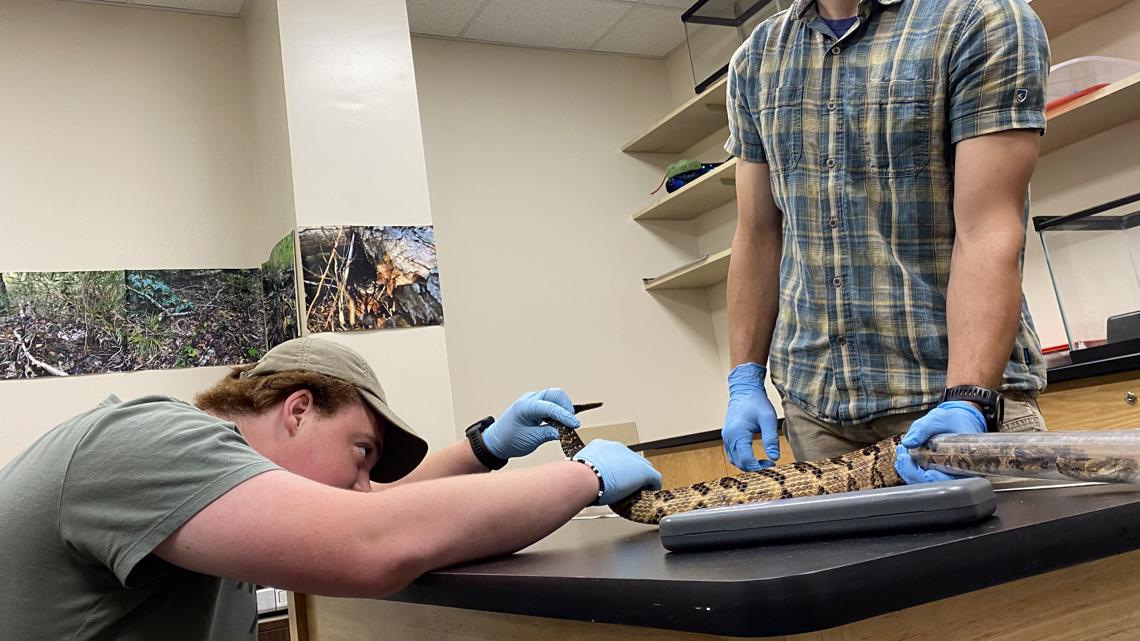 Georgia College uses technology to study snakes - Vimarsana News