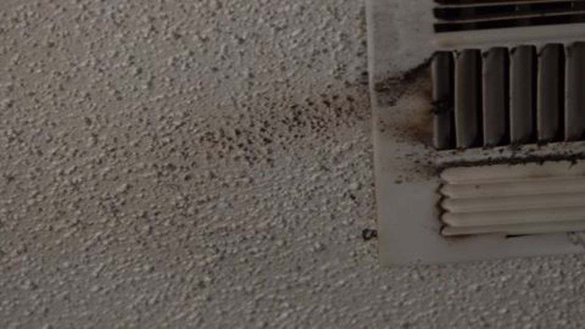 アサキ　Moldy How to Handle Black Mold in Air Conditioners - Kura Home