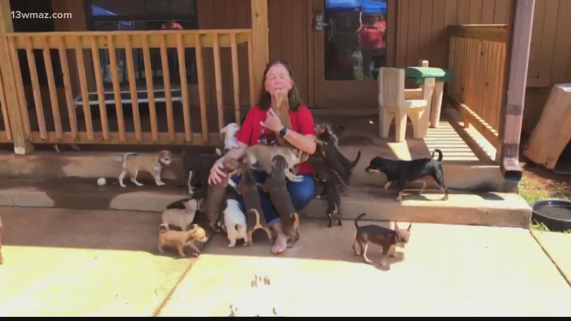 Almost 200 Chihuahuas up for adoption at Noah's Ark sanctuary 