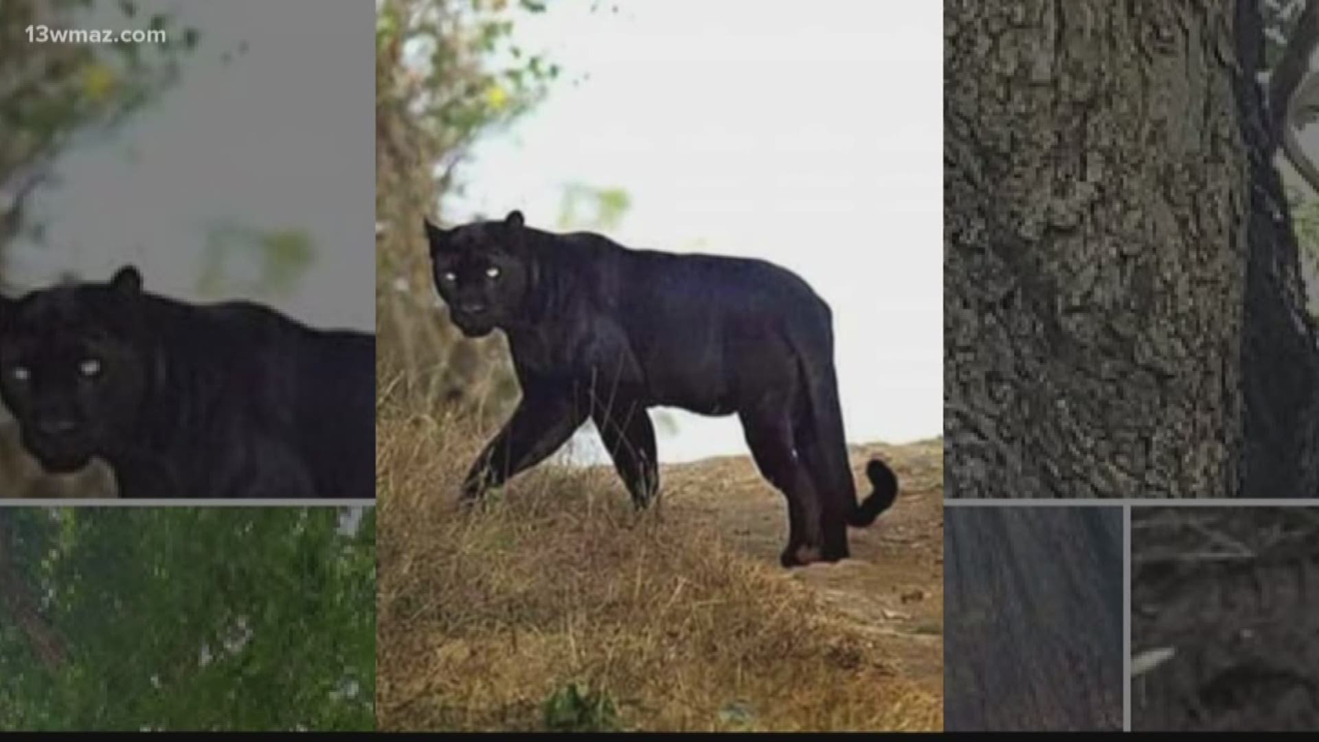 Over the weekend, a man in Laurens County made a post about an alleged 'black panther' sighting there that had the internet buzzing. The post was shared hundreds of times and even had some people concerned about letting their kids or pets outside. But is it true?