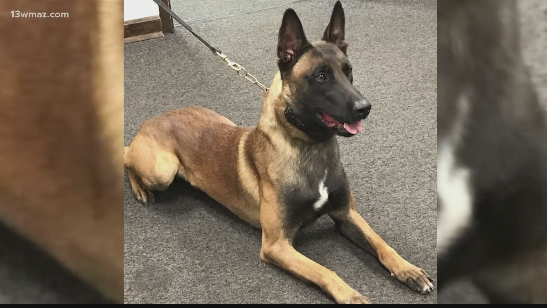 Monroe County's sheriff is backing his decision on how to discipline a deputy after he left a K-9 officer in a hot car.