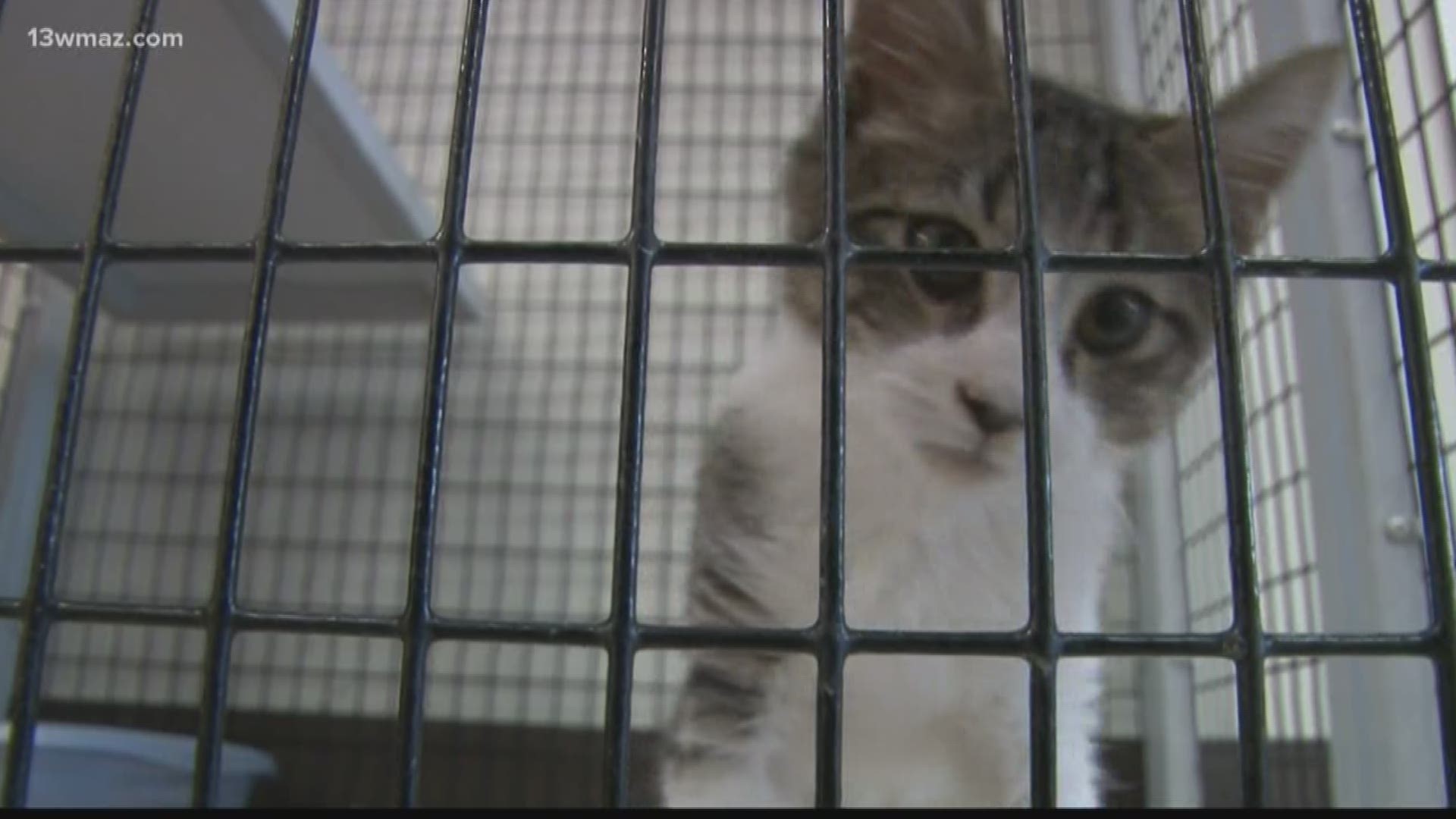 Despite having 200 animals in their shelter, Macon-Bibb County Animal Welfare is making room to help families evacuating from Hurricane Dorian.
