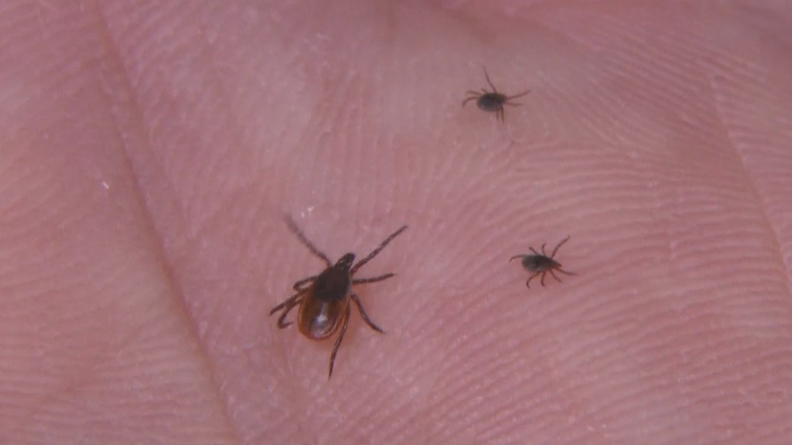 Tick season ramps up in Central Georgia as experts warn of growing risk | Here's what you need to know