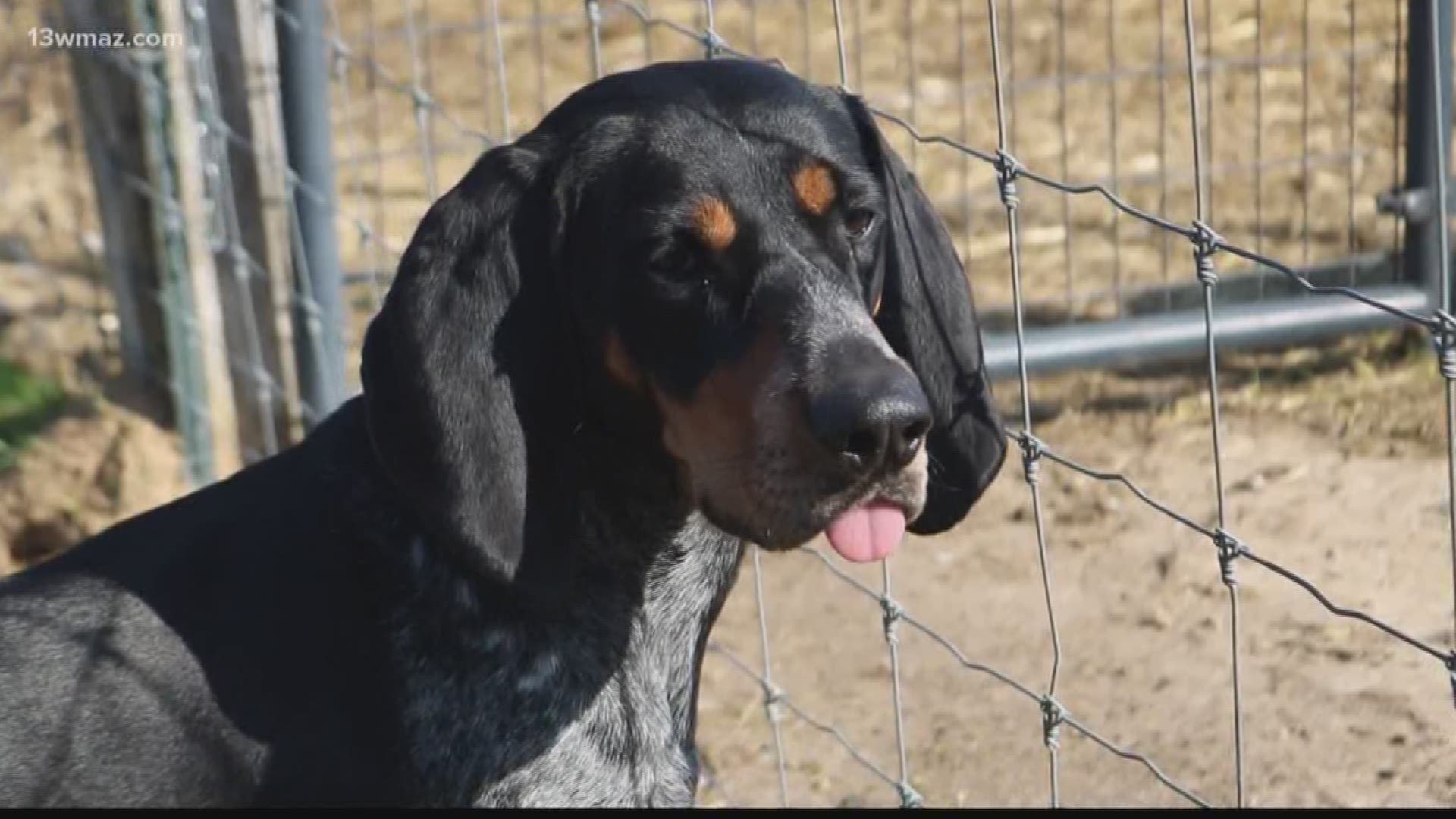 Next month, the Westminster Kennel Club Dog Show will kick off in New York City. Meet a Crawford County hound who has her eyes on the prize.