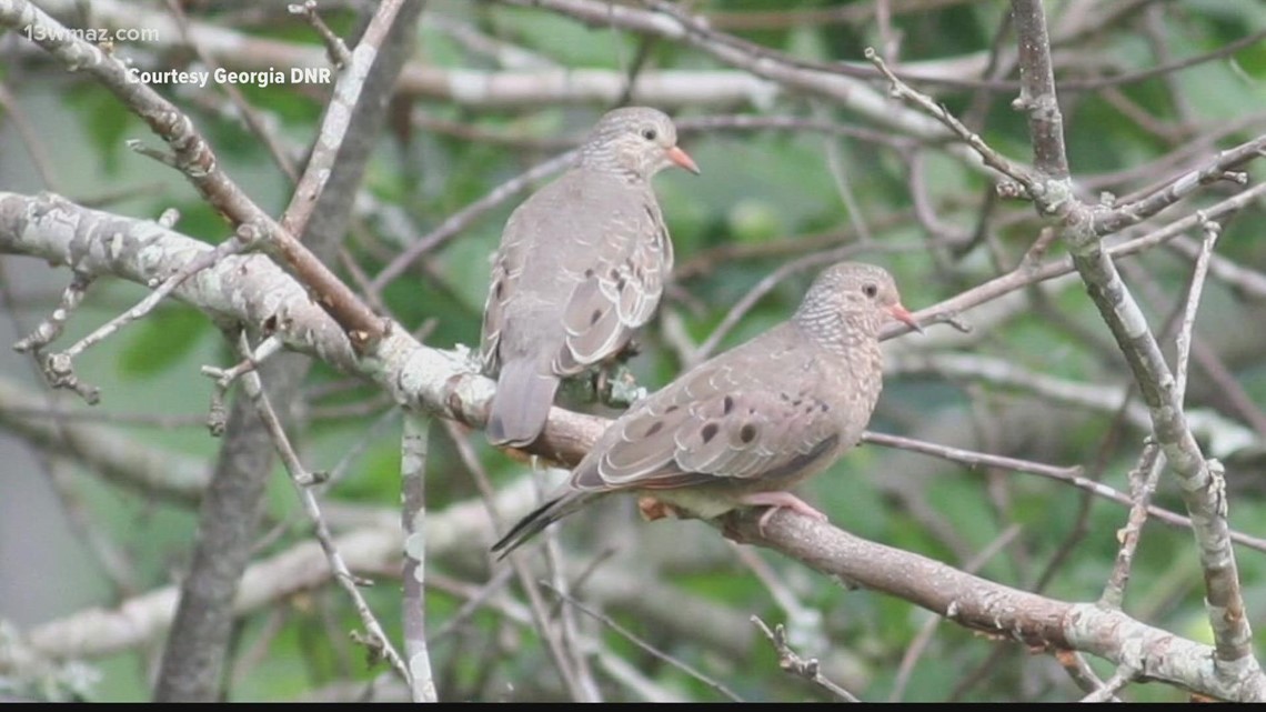 Be aware of law as dove hunting season nears