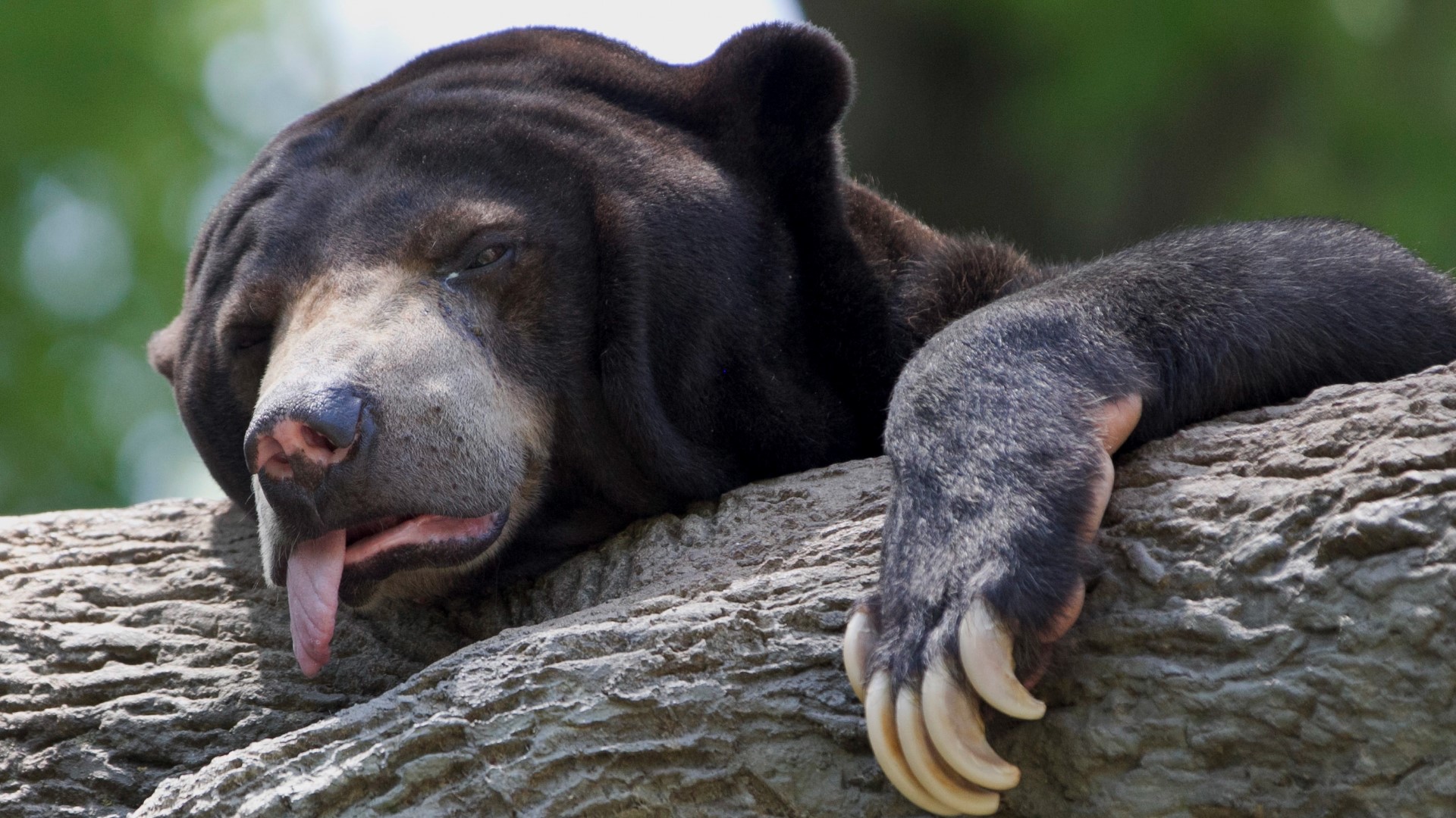 “Some people think I stand like a person," said a post from the zoo, written from the bear’s point of view. “It seems you don’t understand me very well.”