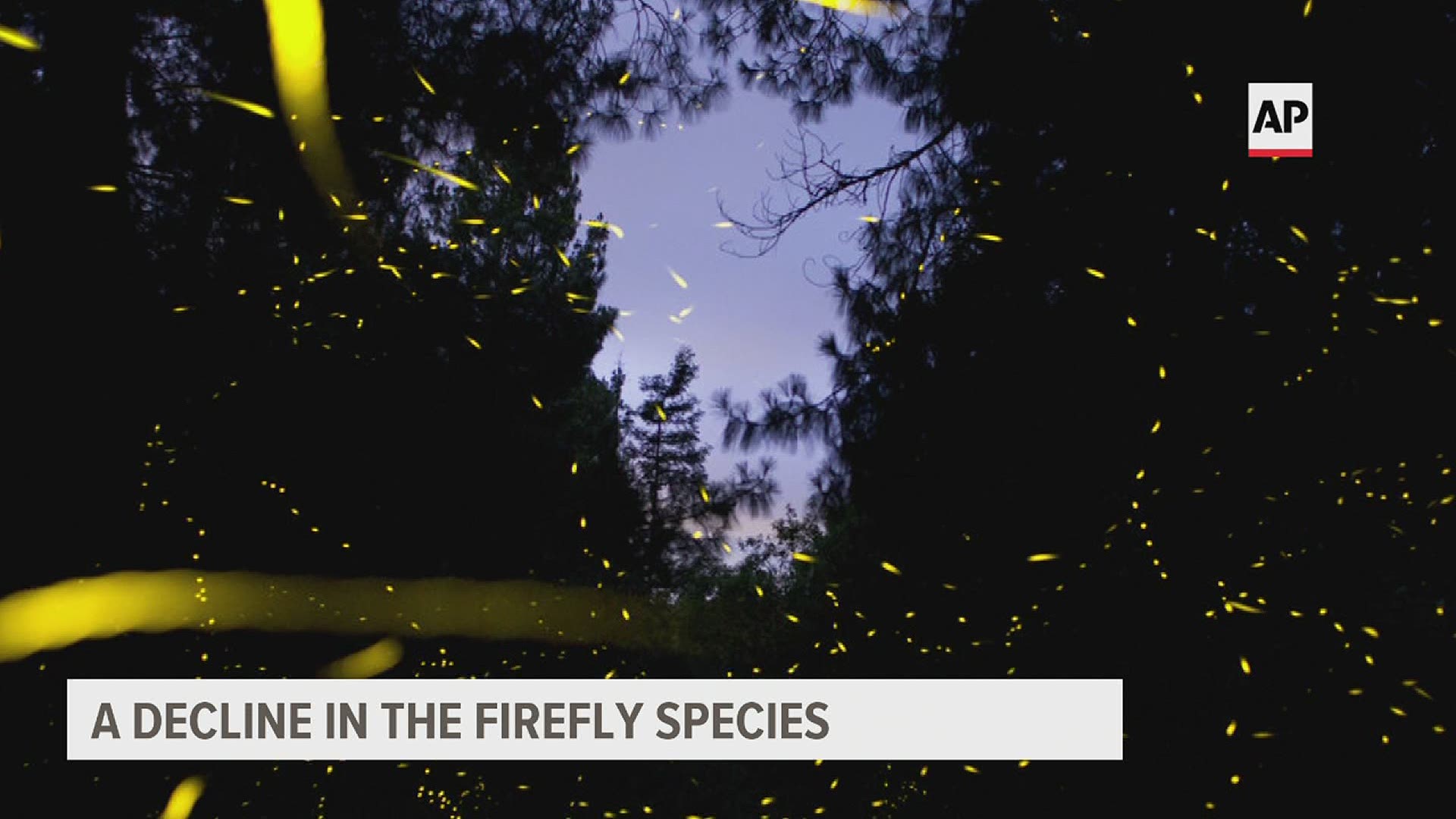 Entomologists say the decline in various insects is causing a ripple effect