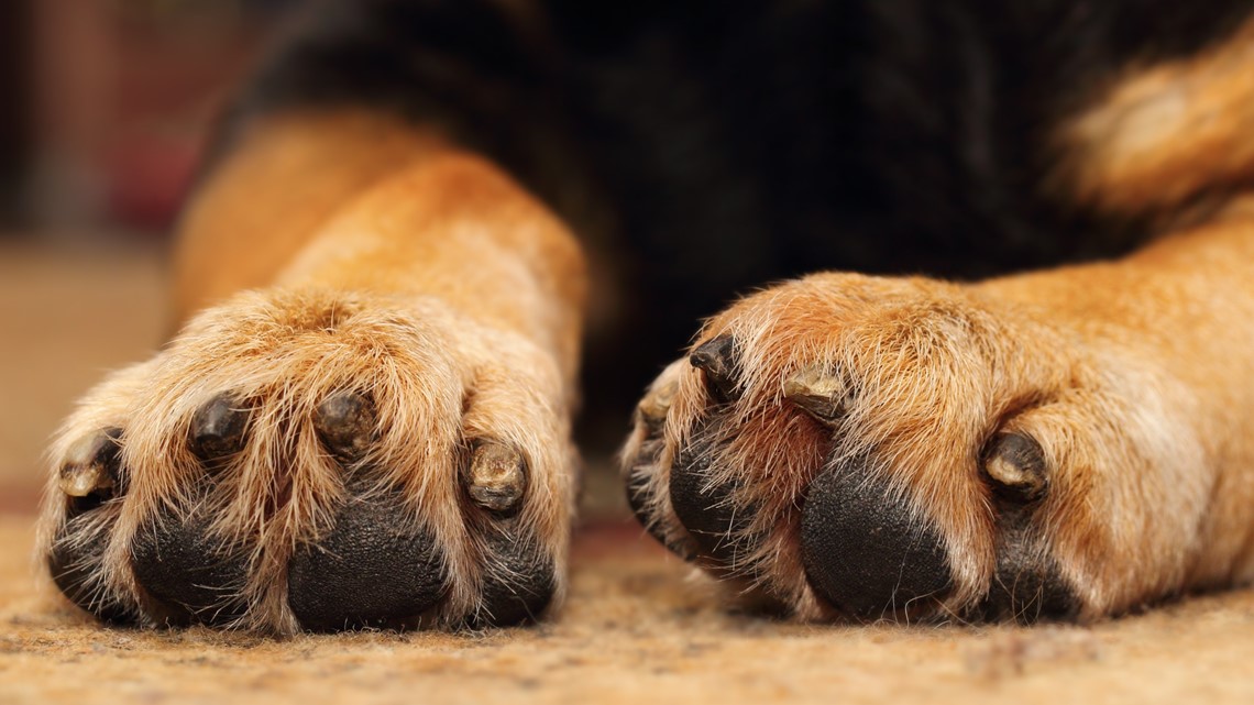 Rescue dog kills Florida shelter worker - Vimarsana News
