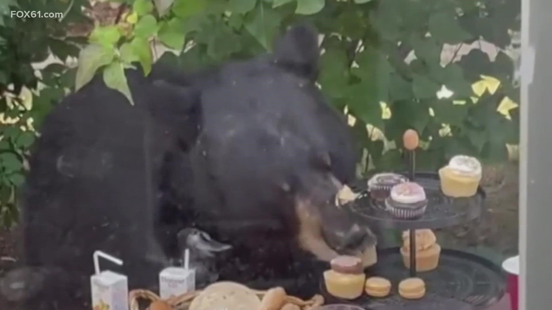 From a house window, the bear could be seen at the picnic table where the kids were moments before, devouring the cupcakes on the two-tiered tower.