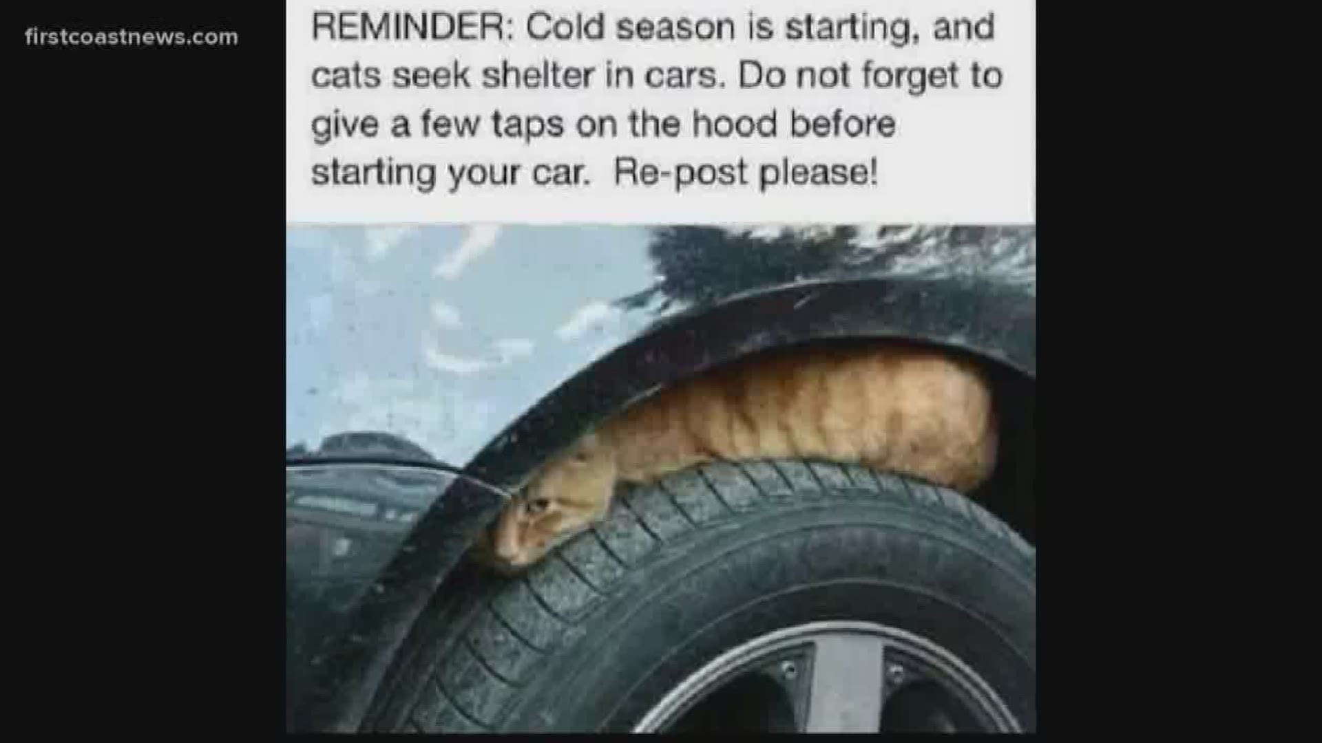This time of year, cats hang out on top of tires and engines to try and stay warm.